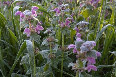 <i>Lamium maculatum</i>