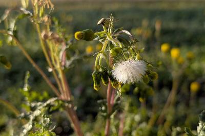 <i>Senecio vulgaris</i>
