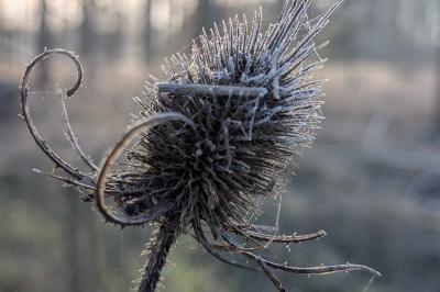 <i>Dipsacus fullonum</i>