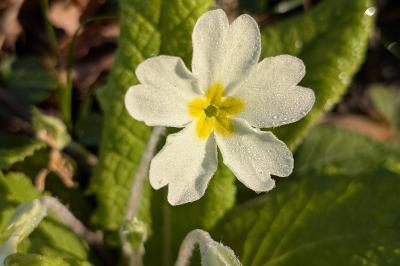 <i>Primula vulgaris</i>