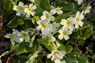 <i>Primula vulgaris</i>
