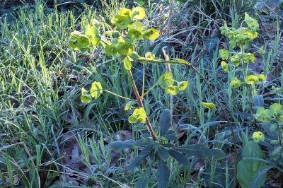 <i>Euphorbia amygdaloides</i>