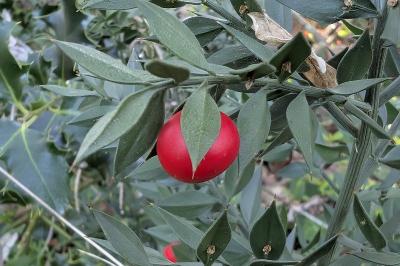 <i>Ruscus aculeatus</i>