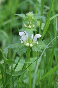 <i>Lamium album</i>