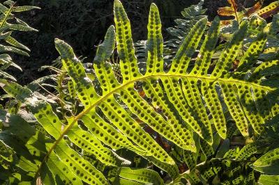 <i>Polypodium</i>