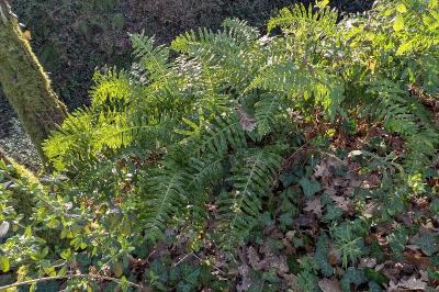 <i>Polypodium</i>