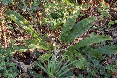 <i>Asplenium scolopendrium</i>