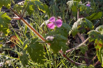<i>Geranium robertianum</i>