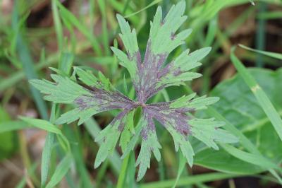<i>Ranunculus acris</i>