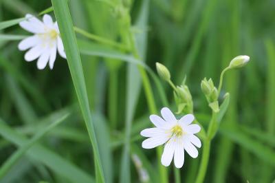 <i>Rabelera holostea</i>