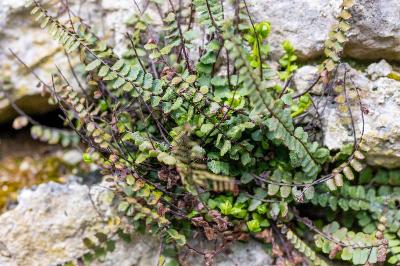 <i>Asplenium trichomanes</i>