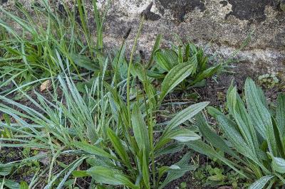 <i>Plantago lanceolata</i>
