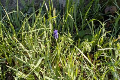 <i>Muscari neglectum</i>