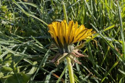 <i>Taraxacum officinale</i>