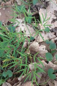 <i>Peucedanum gallicum</i>
