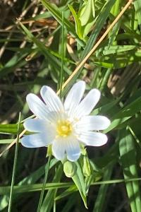 <i>Rabelera holostea</i>