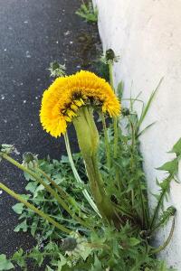 <i>Taraxacum officinale</i>