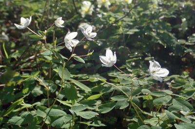 <i>Isopyrum thalictroides</i>
