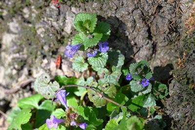 <i>Glechoma hederacea</i>