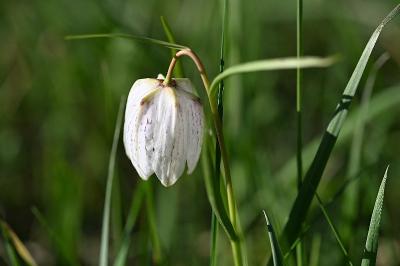 <i>Fritillaria meleagris</i>