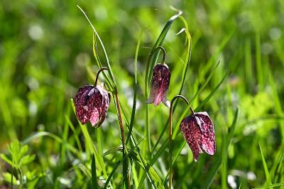 <i>Fritillaria meleagris</i>