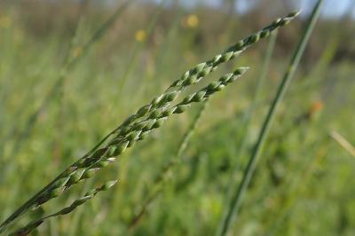 <i>Milium vernale</i>