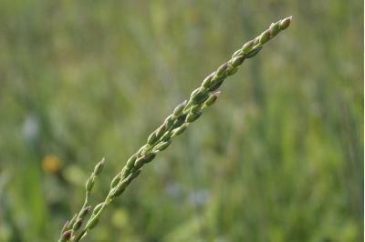 <i>Milium vernale</i>