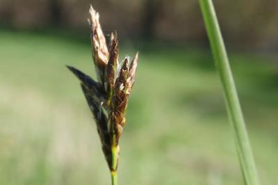 <i>Carex praecox</i>