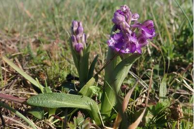 <i>Anacamptis morio</i>