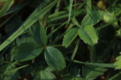 <i>Potentilla montana</i>