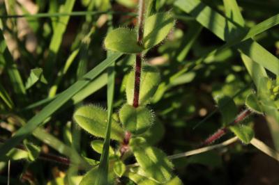 <i>Cerastium glomeratum</i>