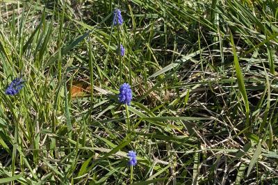 <i>Muscari neglectum</i>