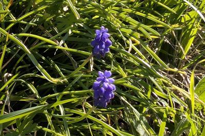<i>Muscari neglectum</i>