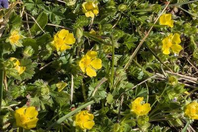 <i>Potentilla verna</i>