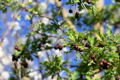 <i>Crataegus monogyna</i>