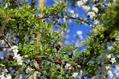 <i>Crataegus monogyna</i>