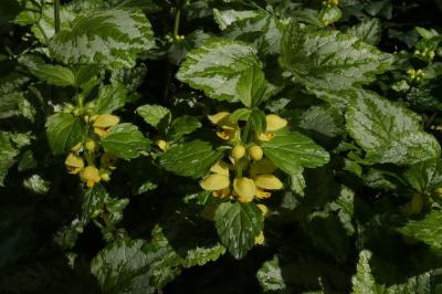 <i>Lamium galeobdolon</i>