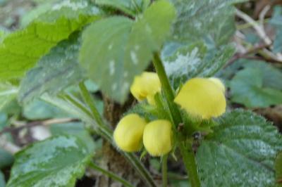<i>Lamium galeobdolon</i>