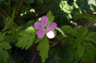 <i>Geranium robertianum</i>