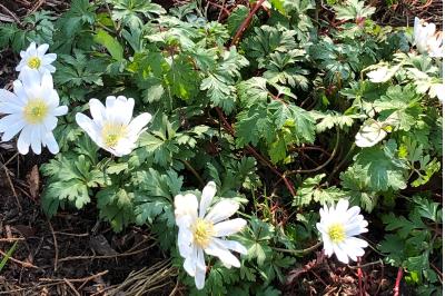 <i>Anemone nemorosa</i>