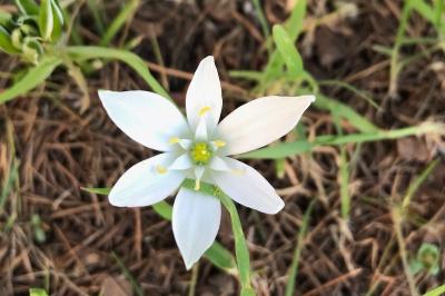 <i>Ornithogalum divergens</i>