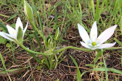 <i>Ornithogalum divergens</i>
