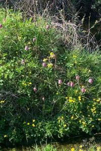 <i>Fritillaria meleagris</i>
