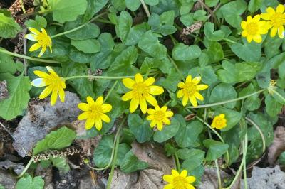 <i>Ficaria verna</i>