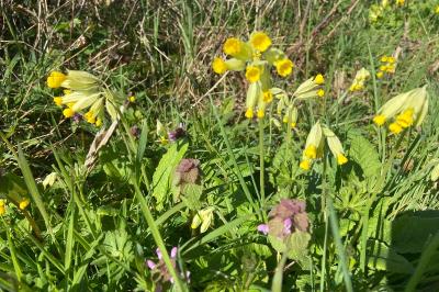 <i>Primula veris</i>