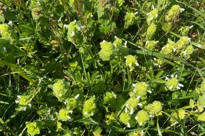 <i>Lamium purpureum</i>