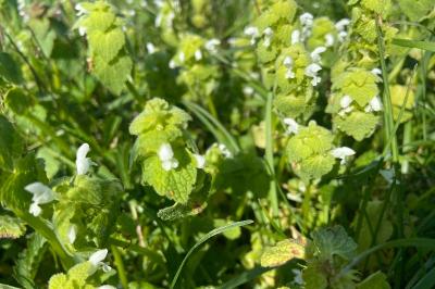 <i>Lamium purpureum</i>