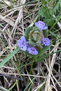 <i>Glechoma hederacea</i>