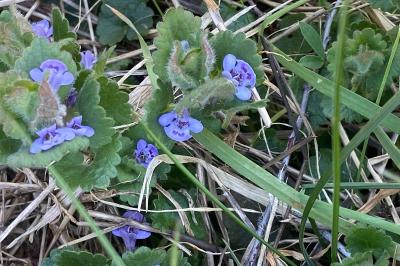 <i>Glechoma hederacea</i>