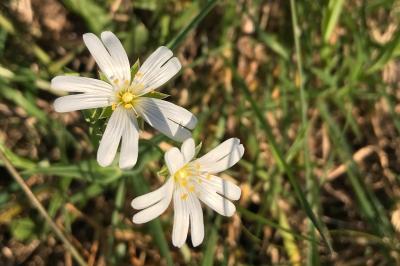 <i>Rabelera holostea</i>